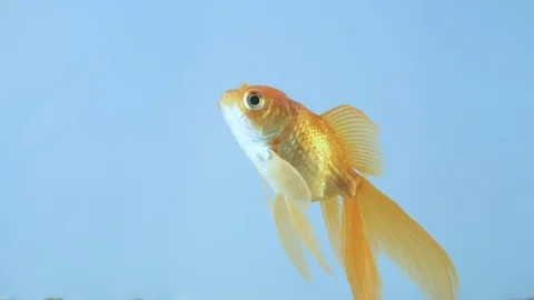 Little fish close up on a blue background Stock Footage 101718715