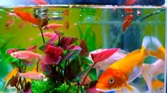 Little fish in fish tank or aquarium, go, Stock Video