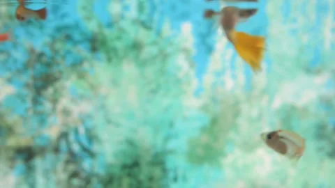 Little fish float in aquarium. Stock Footage 152340103