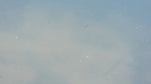 Little fish 库存影片 116268941