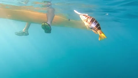 Little Fish hooked to a lure being pulled out of water Видео 134596091