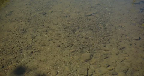 Little fish in a mountain river. Fish fry in a mountain river catch flies Stock Footage 218864487