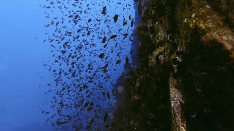 Little fish moving simultaneously Stock Footage 258654324