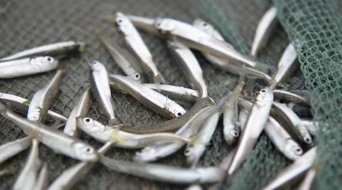 Little fish in net. Stock Footage 43807514