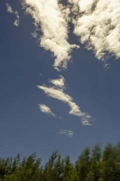 A little fish shaped cloud floating over some acacia trees in the early after Stock Photos