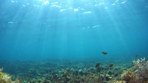 Little fish swim in front of the camera, amid algae and sunlight. Stock Footage 124874075