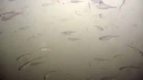 Little fish swimming in front of a camera in murky green water Stock Footage 83058869