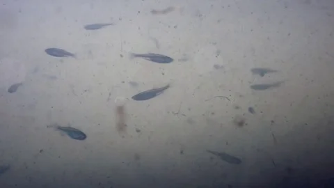 Little fish swimming in front of a camera in murky green water Stock Footage 83058907
