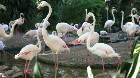 Little Flamingos Stock Footage 23655003