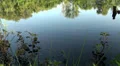 Little flies over a silent pond surface HD Footage
