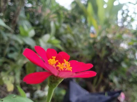 Little flow Foto stock