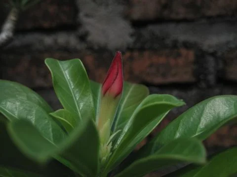 Little flower buds that will bloom Stock Photos