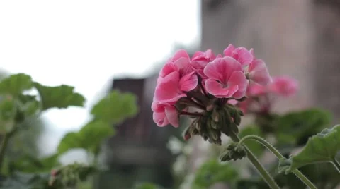 Little flower Stock Footage 41060368