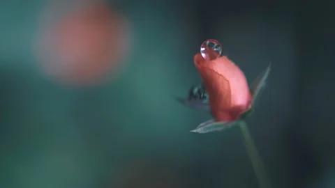 Little Flower Macro Stock Footage 130717123