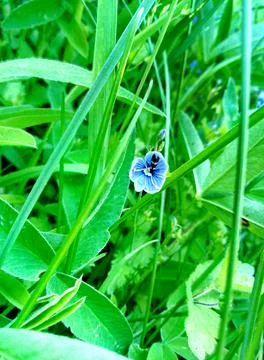 Little flower 스톡 사진