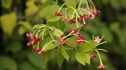 Little Flowers Stock Footage 10734410