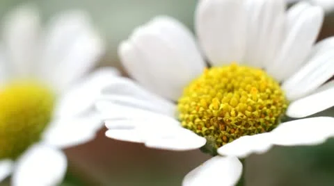 Little flowers Stock-Footage 10887294