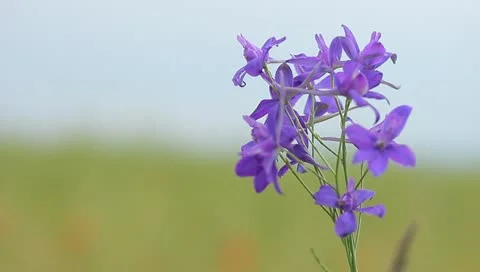 Little flowers Stock Footage 11163608