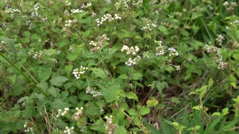 Little Flowers 스톡 동영상 75796616