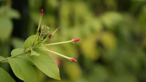 Little Flowers Macro Stock Footage 10723818