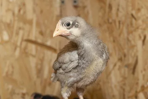 Little fluffy chickens in a brooder on farm Stock Photos
