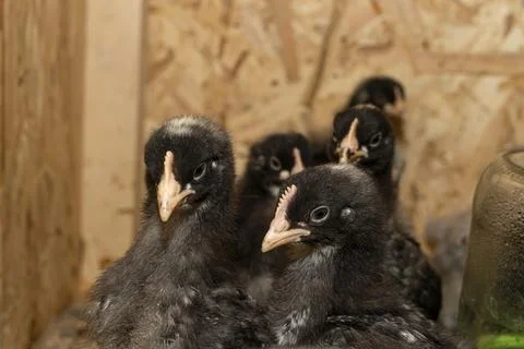 Little fluffy chickens in a brooder on farm Stock Photos