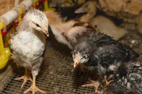 Little fluffy chickens in a brooder on farm Stock Photos