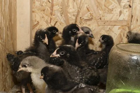 Little fluffy chickens in a brooder on farm Stock Photos