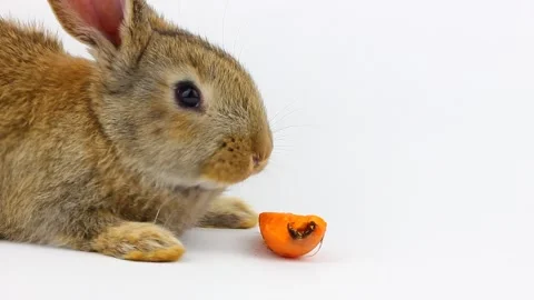 Little fluffy cute brown rabbit with big ears eating a ginger carrot on a gray Stock Footage 147906002