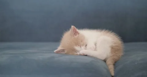Little fluffy cute kitten sleeping on the sofa Stock Footage 154259514