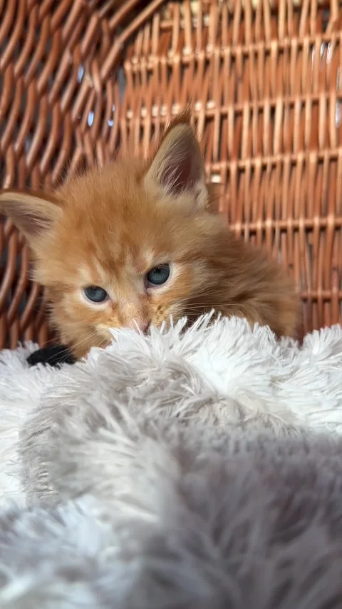 Little fluffy ginger kitten Video stock 310856171