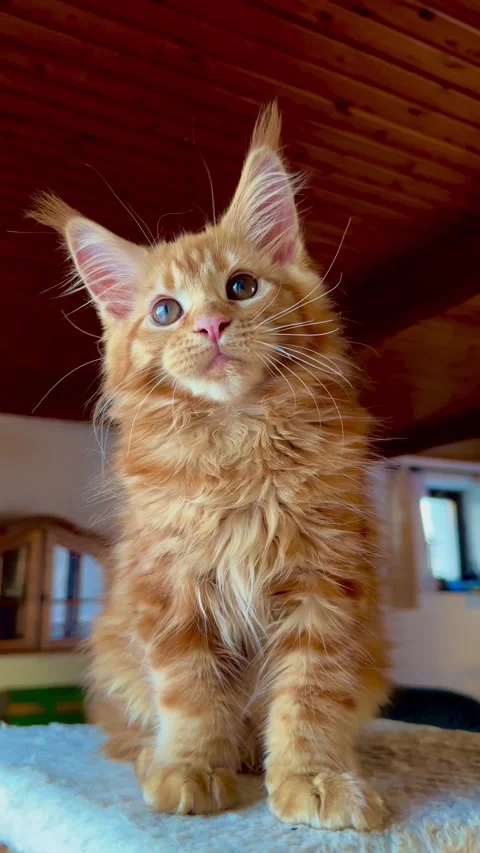 Little fluffy ginger kitten Video stock 310856650