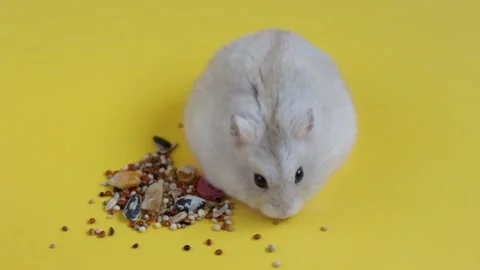 Little fluffy hamster eats food on yellow background close up Stock Footage 139081124
