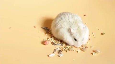 Little fluffy hamster eats food on brown background, front view Stock Footage 149026474