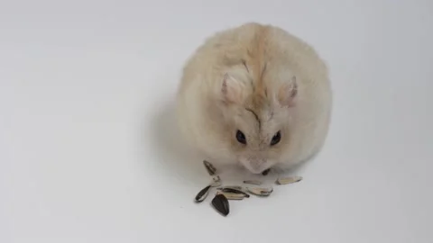Little fluffy hamster eats sunflower seeds on white background close-up. 库存影片 139078162