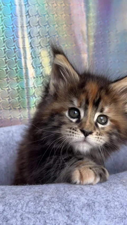 Little fluffy kitten Video stock 310856943