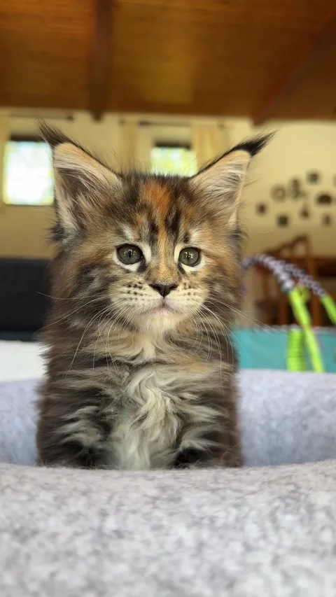 Little fluffy kitten Stock Footage 310856953