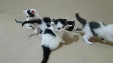 Little Fluffy Kittens Stock Footage 149986025