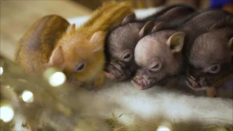 Little fluffy piglets. Beautiful mini piggy. Beautiful homemade decorative pi Stock Photos