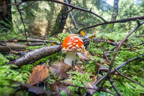 A little fly agaric in a deciduous forest. Stock Photos