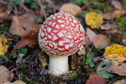Little fly agaric grows in forest Photos