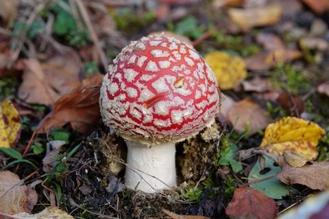Little fly agaric grows in forest Stock Photos