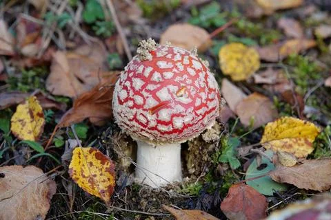 Little fly agaric grows in forest Stockfoto's