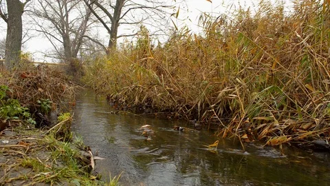 Little forest river. Stock Footage 126225831