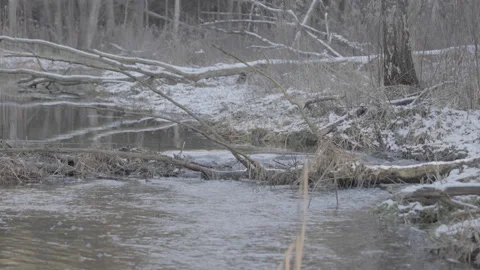 Little forest river, water close, 8K Stock Footage 170238175