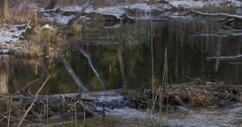Little forest river, water close, 4K Stock Footage 170600248