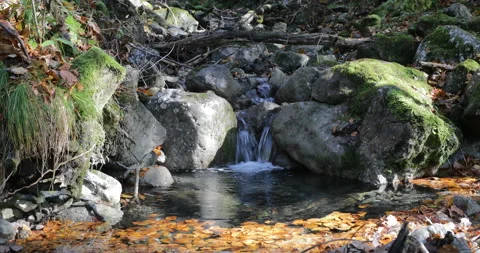 Little forest waterfall Stock Footage 101097553