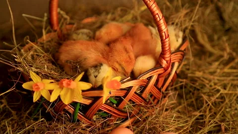 Little fox chickens sleep in a wicker basket on a background of hay Stock Footage 150107475
