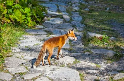 Little fox at the forest in High Tatras mountains, Slovakia Stock Photos