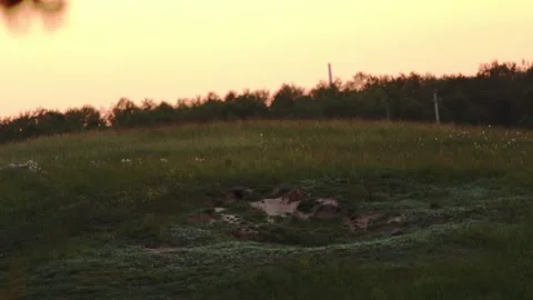 Little fox playing outside HD Stock Footage 134737589